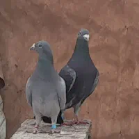 کبوتر پلاکی