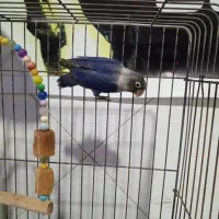 طوطی برزیلی|پرنده|ملارد, |دیوار