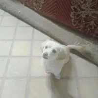 سگ بازیگوش اپارتمانی کم صدا|سگ|کاشان, یزدآباد|دیوار