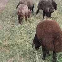 بره چاق ارگانیک|حیوانات مزرعه|دینور, |دیوار