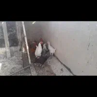 جوجه محلی|حیوانات مزرعه|شیراز, شهرک مهدی‌آباد|دیوار