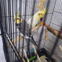 یک جفت عروس هلندی