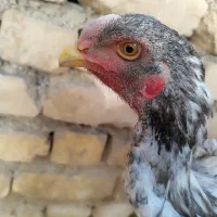 لاری|حیوانات مزرعه|شیراز, ارم|دیوار