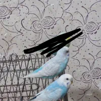 مرغ عشق ماده ۳۰۰ تومان دونه ای|پرنده|اهواز, پردیس|دیوار