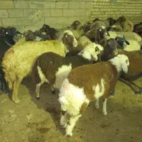 بره|حیوانات مزرعه|کوهدشت, |دیوار