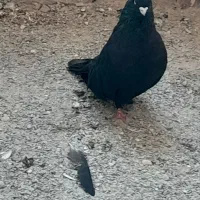 سیاه عطیقه