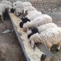 بره سرحال|حیوانات مزرعه|دهدشت, |دیوار