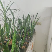 گل سانسوریا معمولی