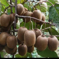 کیوی هایوارد