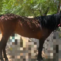 اسب نریان|اسب و تجهیزات اسب‌سواری|مشهد, خواجه ربیع|دیوار