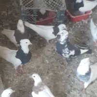 تعدادی طوقی خالدارنروماده فروشی