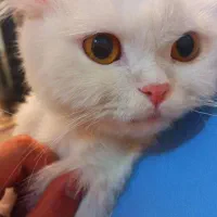 گربه پرشین|گربه|رفسنجان, |دیوار