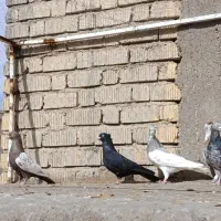 کبوتر|حیوانات|شیراز, کرونی(خاتونک)|دیوار