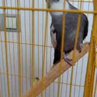 عروس هلندی وایت فیس با قفس