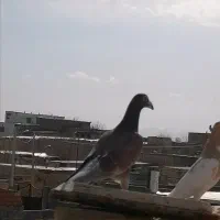 فروش کبوتر