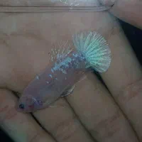 ماهی فایتر پلاکت فروش فوری