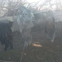 چش دوبور  بهده|حیوانات مزرعه|گتوند, |دیوار