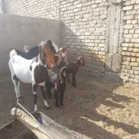 بز و بزغاله پاکستانی درجه یک و درشت / میش / بره|حیوانات مزرعه|فلاورجان, |دیوار