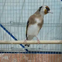 دو عدد سهره بلند و درشت جفتی در رزن|پرنده|رزن, |دیوار