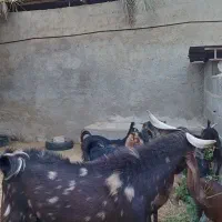 کهره پازن|حیوانات مزرعه|بندر گناوه, |دیوار