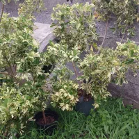گلهای شفوریا و الوورا و صخره ای