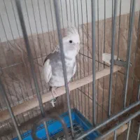 عروس هلندی نر  فروشی