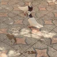 نر و ماده طوقی