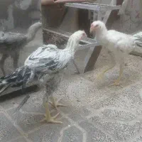 خروس لاری 4 ماهه|حیوانات مزرعه|پاکدشت, پاکدشت (مامازند)|دیوار