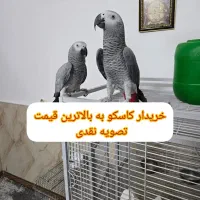 پرنده طوطی کاسکو راهب ردچیک مونچیک خورشیدی