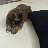 پاپی نژاد مالتیپو|سگ|پرند, فاز ۴|دیوار