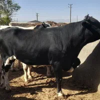 گوساله نر چاق