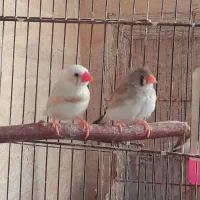 فنچ|پرنده|قم, چهل درخت|دیوار