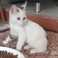 واگذاری توله گربه