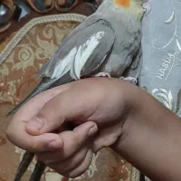عروس هلندی نر یکساله|پرنده|تهران, نیکنام|دیوار