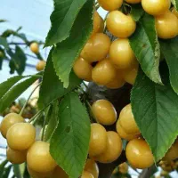 تولیدو توزیع نهال گیلاس زرد