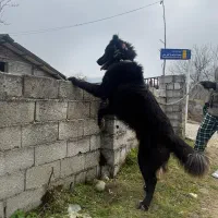 سگ سرابی واگذاری