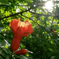 باغ ۴۰۰۰ متری لپویی|فروش زمین و ملک کلنگی|شیراز, انجیره|دیوار