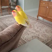 کوتوله برزیلی