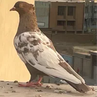 ۲ تا کفتر خارجی زینتی بلژیکی و سینه ای