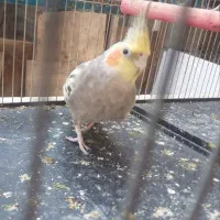 طوطی عروس هلندی|پرنده|آمل, |دیوار