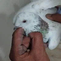 کفتر یا کبوتر|پرنده|تهران, خانی‌آباد نو|دیوار