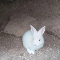 خرگوش