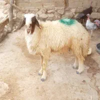 بره نر چاق