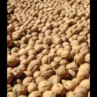 گردو بوانات درجه یک سوپر به قیمت عمده|خوردنی و آشامیدنی|شیراز, شهرک گلستان|دیوار
