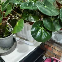 گلدان طبیعی|گل و گیاه طبیعی|نمین, |دیوار