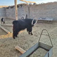 پازن جوان برزی|حیوانات مزرعه|زرین دشت (فارس), |دیوار