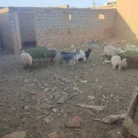 بره بز گوسفند چپش بزغاله میش شیشک گاو گوساله|حیوانات مزرعه|اصفهان, شهرستان|دیوار