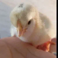 جوجه مرغ و خروس گلین لری اصیل چندروزه کیفیت بالا|حیوانات مزرعه|قم, نیروگاه|دیوار