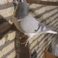 کفتر رنگه پرشی|پرنده|تربت‌حیدریه, کاشانی|دیوار