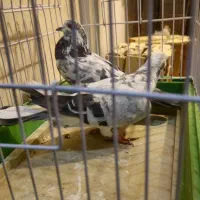 کبوتر|پرنده|تهران, قیطریه|دیوار